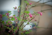 Delicate pink flowers