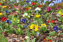 Spring flowers