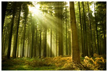 Light coming through trees