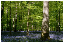 A forest