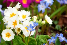 White flowers