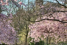 Cherry Blossom Trees